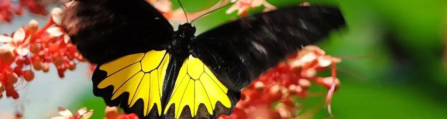 bali essential tour butterfly park interesting attractions tabanan