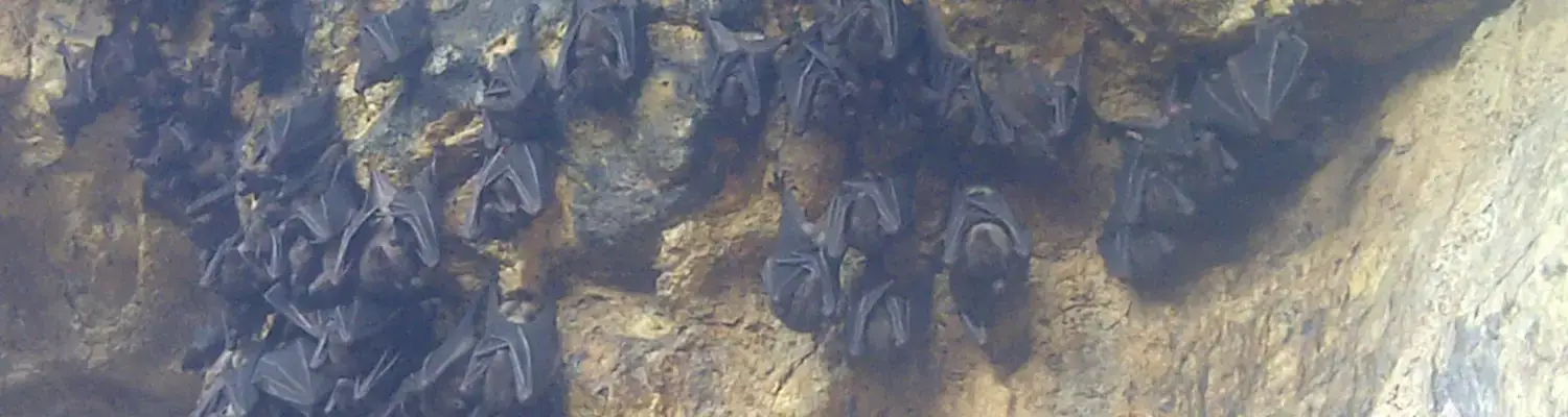 gua lawah (bat cave) bali tour essential interesting attractions in klungkung