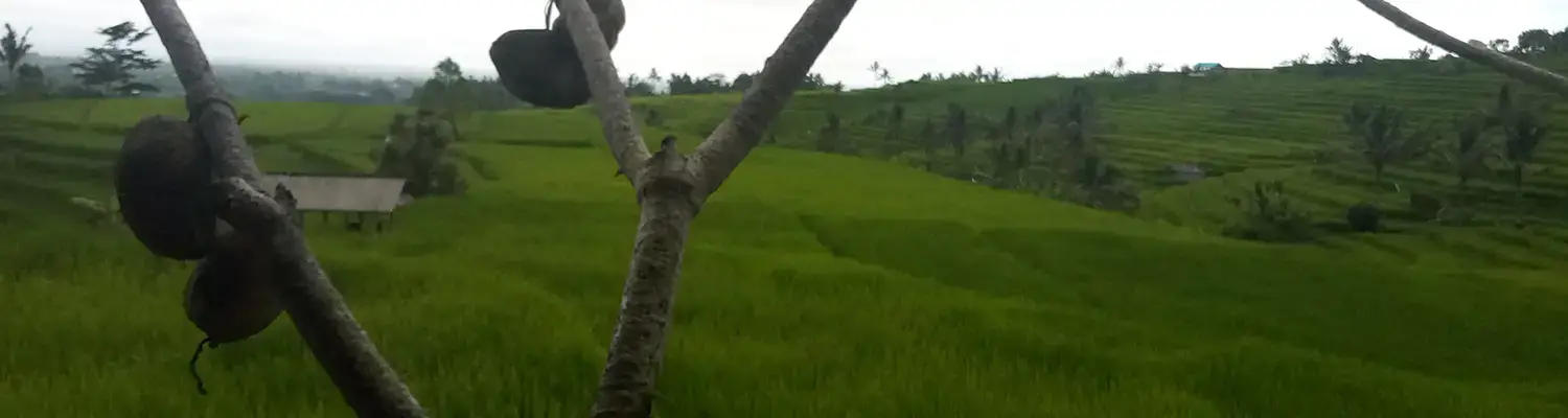 jatiluwih rice terrace bali tour essential interesting attractions in tabanan