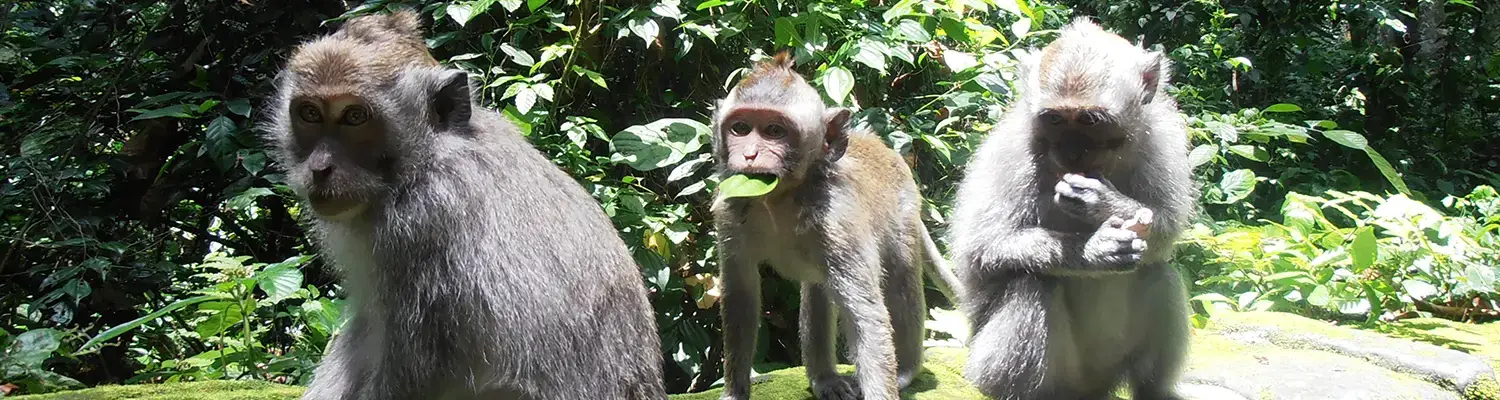 monkey forest bali tour essential interesting attractions in gianyar