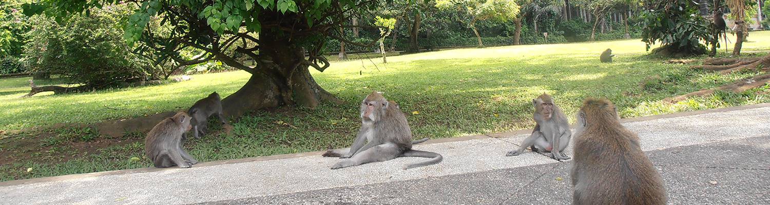 bali essential tour sangeh interesting attractions badung