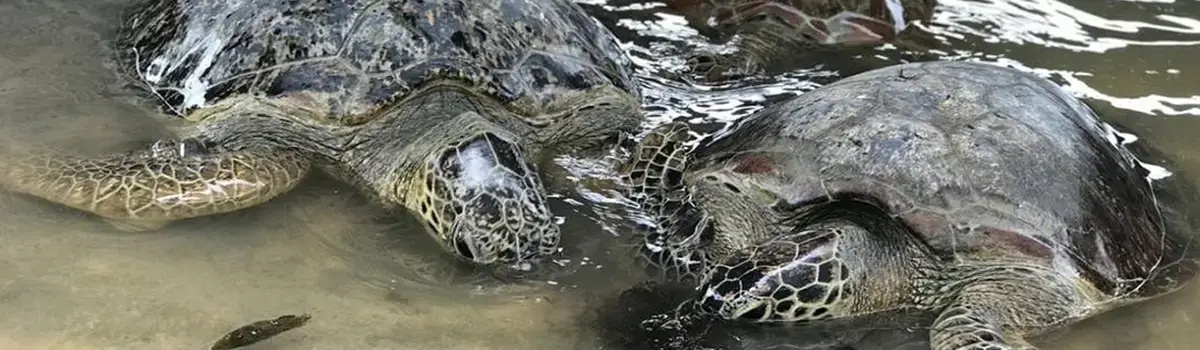 turtle island bali tour essential interesting attractions in denpasar