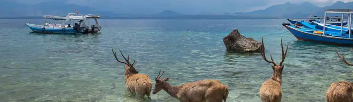 west bali national park bali tour essential interesting attractions in negara