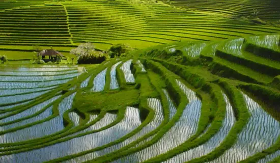 essential jati luwih herritage rice terrace bali tour package services